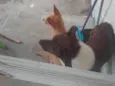 2 Cães Urgente