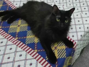 Gato raça SRD-ViraLata idade 4 anos nome Marie