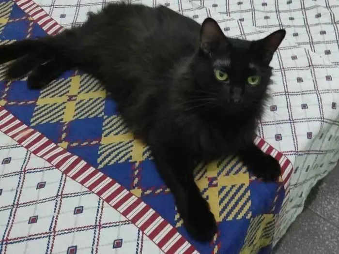Gato ra a SRD-ViraLata idade 4 anos nome Marie