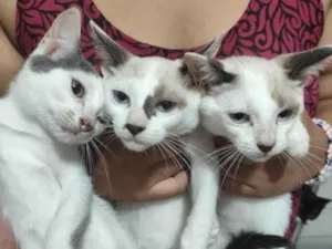 Gato raça SRD-ViraLata idade Abaixo de 2 meses nome Sem nome 