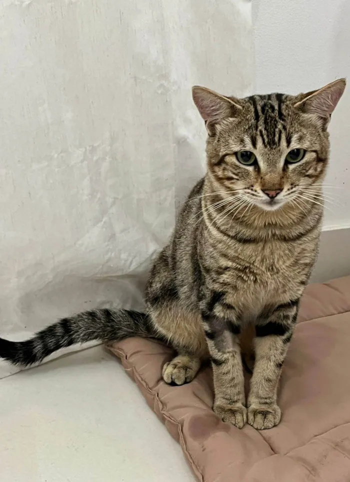 Gato ra a SRD-ViraLata idade 1 ano nome Ilha