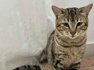 Gato raça SRD-ViraLata idade 1 ano nome Ilha