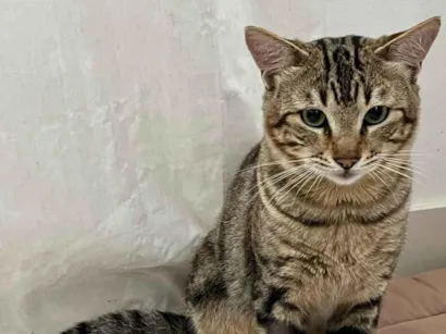 Gato raça SRD-ViraLata idade 1 ano nome Ilha