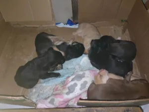 Cachorro raça SRD-ViraLata idade Abaixo de 2 meses nome Filhotes