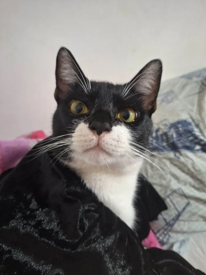 Gato ra a SRD-ViraLata idade 1 ano nome Smookyng 