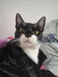 Smookyng