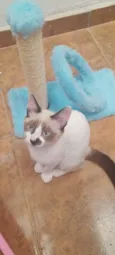 Jade