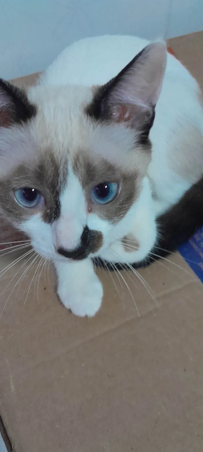 Gato ra a Siamês idade 1 ano nome Jade