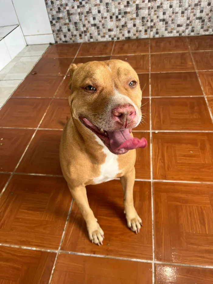Cachorro ra a Pit-Bull idade 5 anos nome Moana 