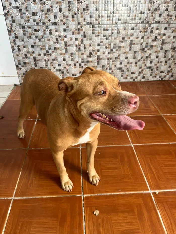 Cachorro ra a Pit-Bull idade 5 anos nome Moana 