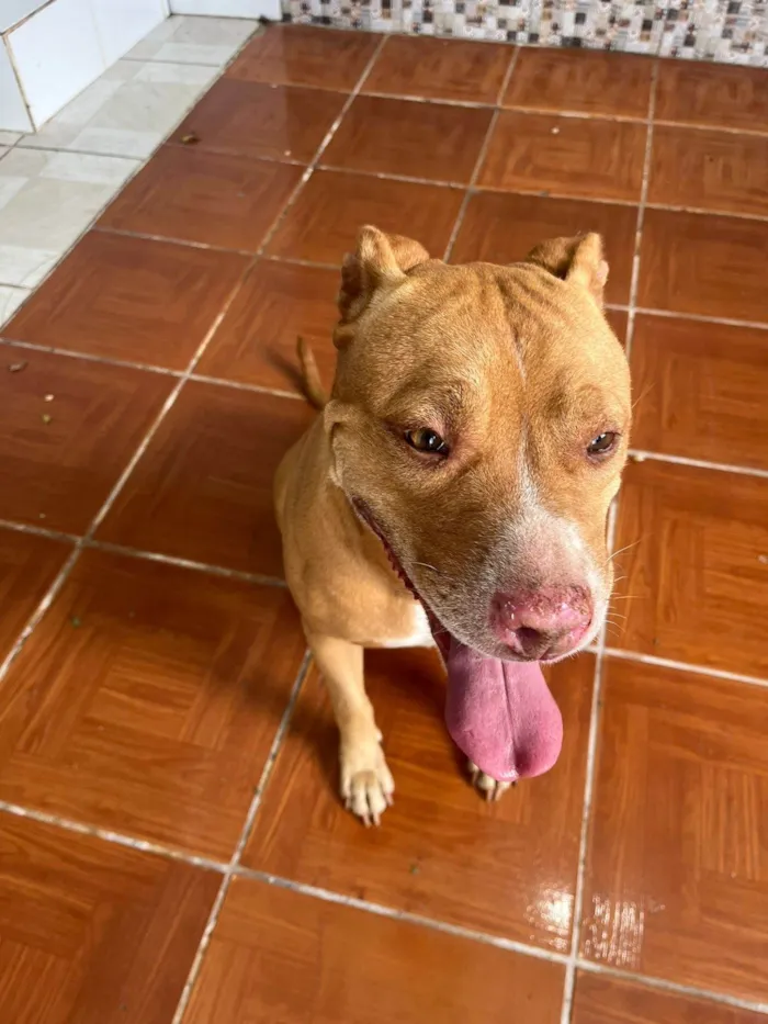 Cachorro ra a Pit-Bull idade 5 anos nome Moana 