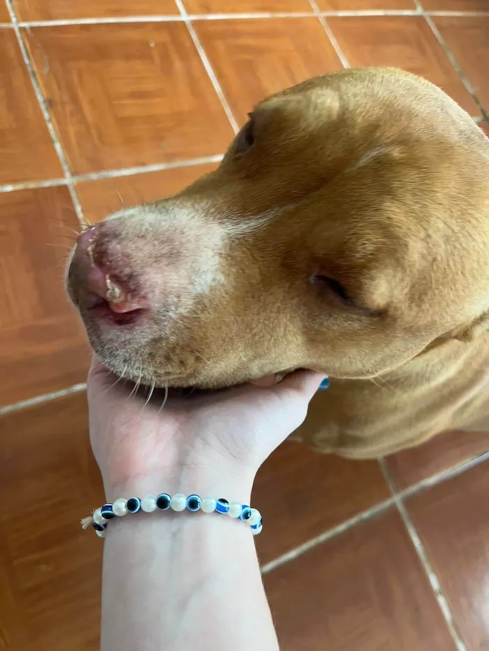 Cachorro ra a Pit-Bull idade 5 anos nome Moana 