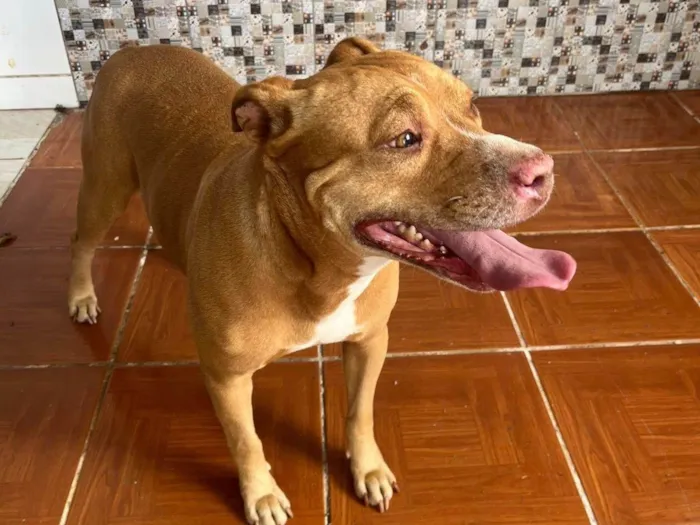 Cachorro ra a Pit-Bull idade 5 anos nome Moana 