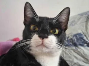 Gato raça SRD-ViraLata idade 1 ano nome Smookyng 