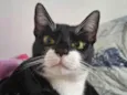 Smookyng