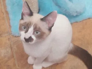 Gato raça Siamês idade 1 ano nome Jade