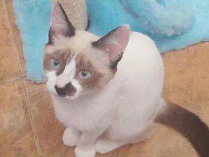 Gato raça Siamês idade 1 ano nome Jade