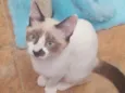 Jade