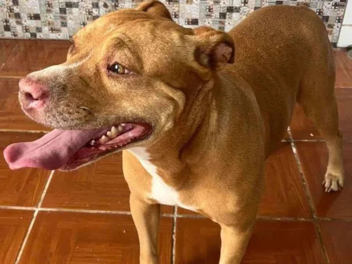 Cachorro ra a Pit-Bull idade 5 anos nome Moana 
