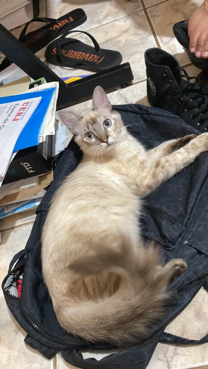 Gato ra a SRD-ViraLata idade 7 a 11 meses nome Rita lee