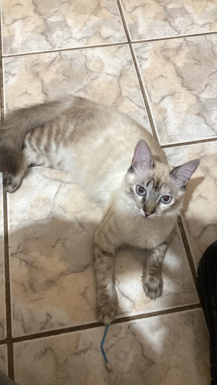 Gato ra a SRD-ViraLata idade 7 a 11 meses nome Rita lee