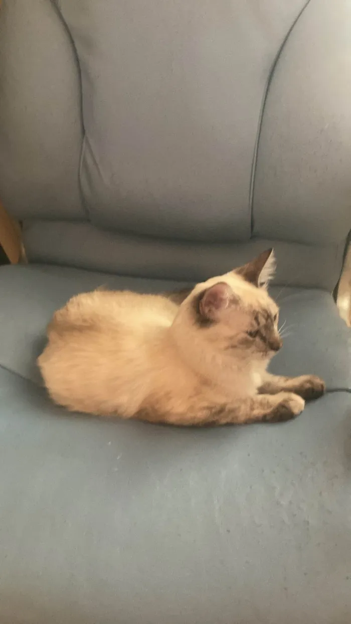 Gato ra a SRD-ViraLata idade 7 a 11 meses nome Rita lee