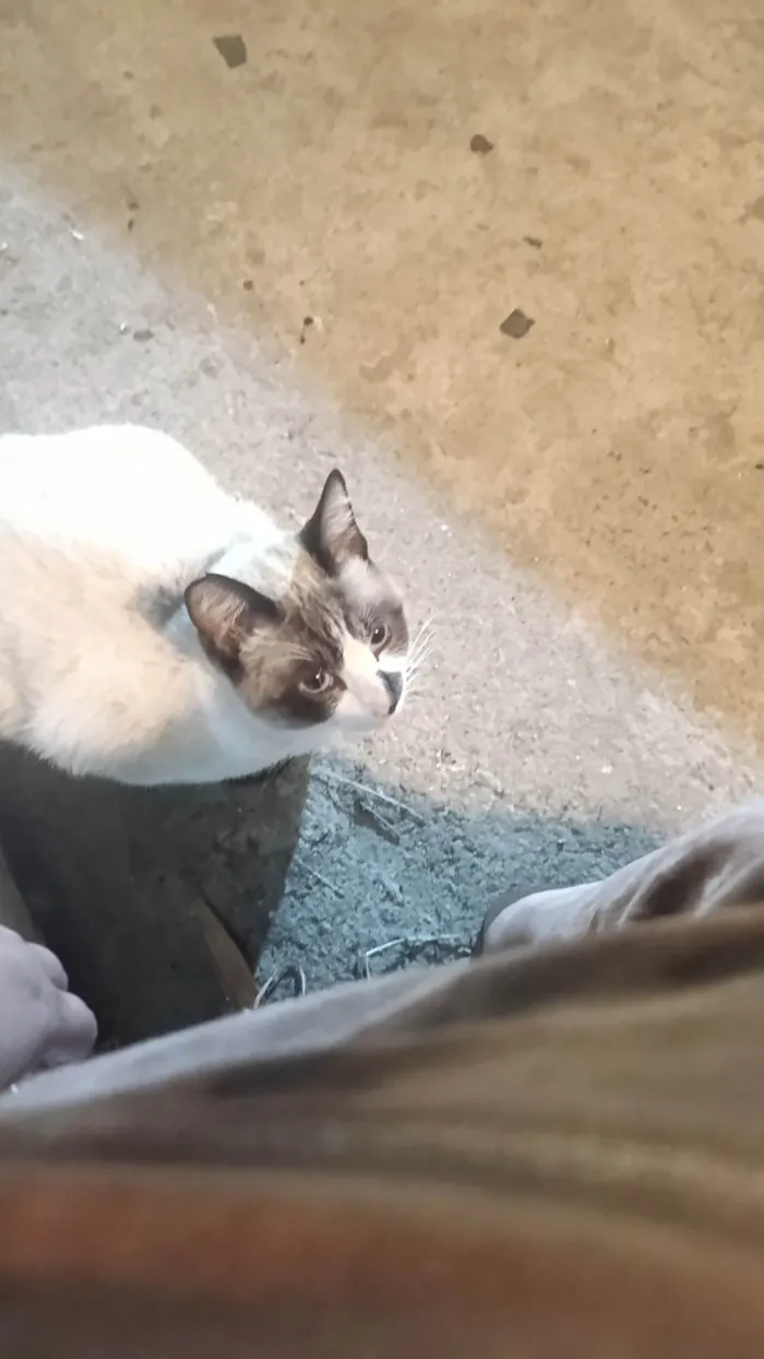 Gato ra a SRD-ViraLata idade 1 ano nome Não tem