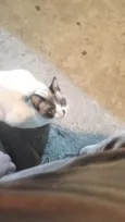 Não tem