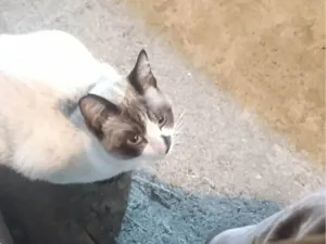 Gato raça SRD-ViraLata idade 1 ano nome Não tem