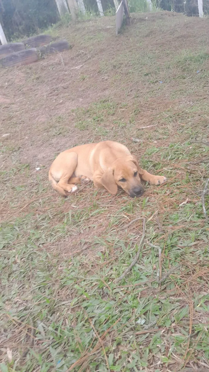Cachorro ra a Labrador idade 2 a 6 meses nome Mel e leci