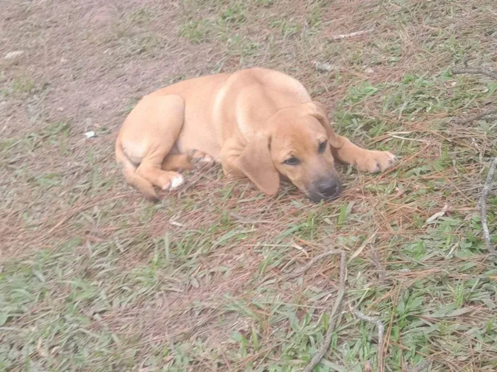 Cachorro ra a Labrador idade 2 a 6 meses nome Mel e leci