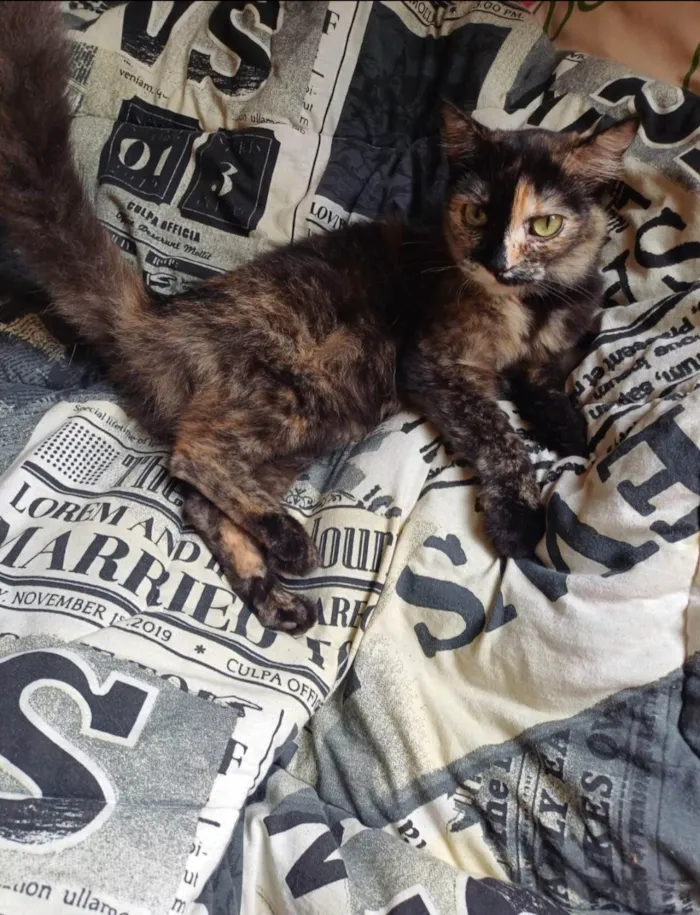 Gato ra a Persa idade Abaixo de 2 meses nome Escaminha peluda adocao