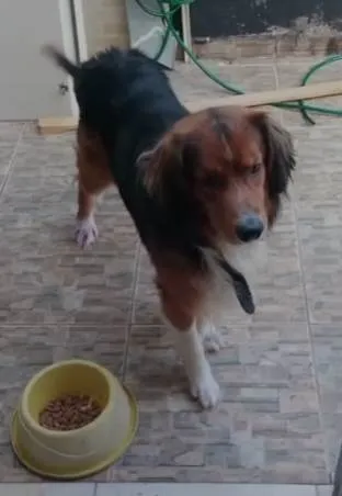 Cachorro ra a Pastor Alemão idade 4 anos nome Alfe