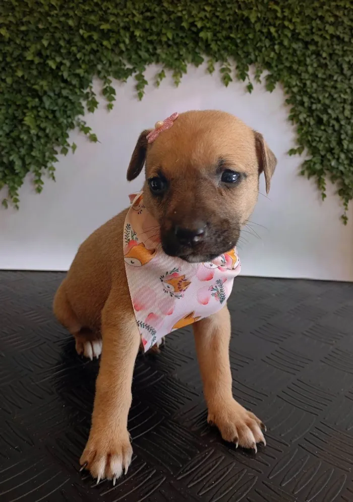 Cachorro ra a SRD-ViraLata idade Abaixo de 2 meses nome Juno