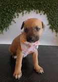 Juno