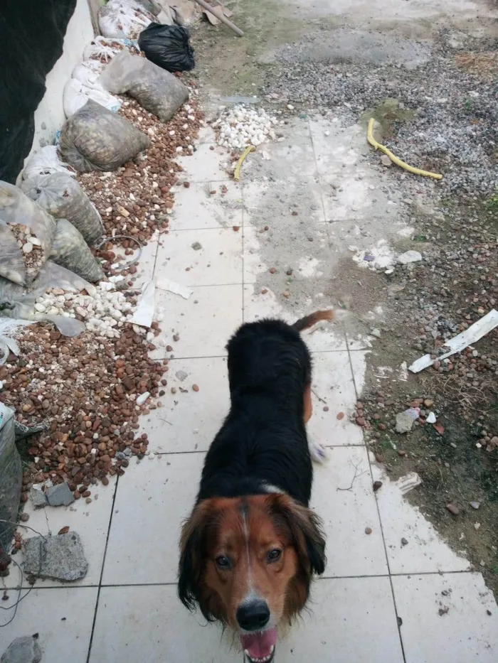 Cachorro ra a Pastor Alemão idade 4 anos nome Alfe