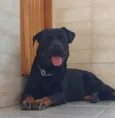 Pantera