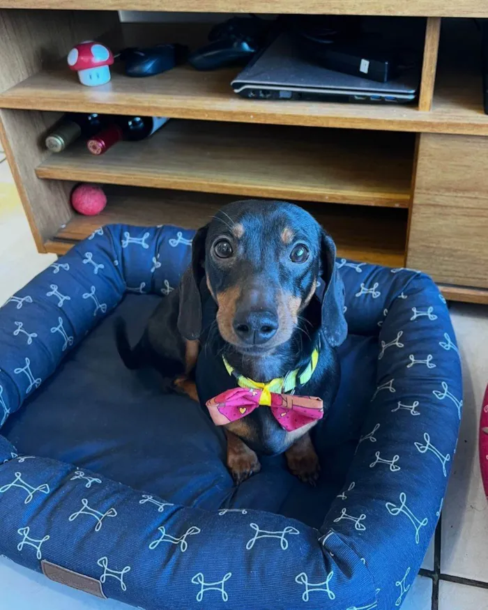 Cachorro ra a SRD-ViraLata idade 1 ano nome Charlie