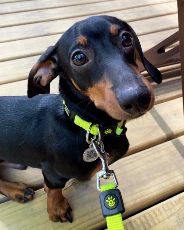 Cachorro ra a SRD-ViraLata idade 1 ano nome Charlie