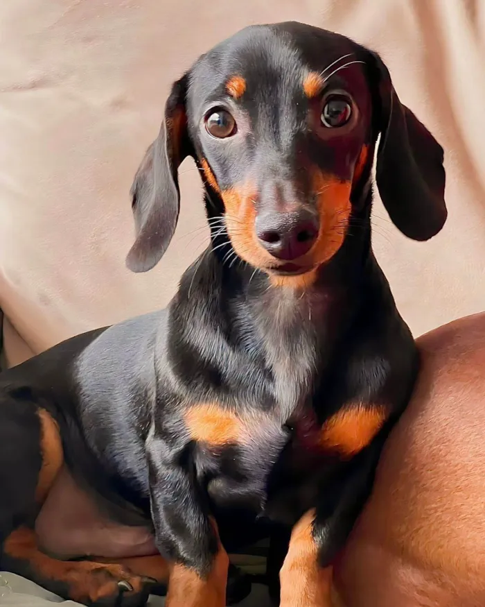 Cachorro ra a SRD-ViraLata idade 1 ano nome Charlie