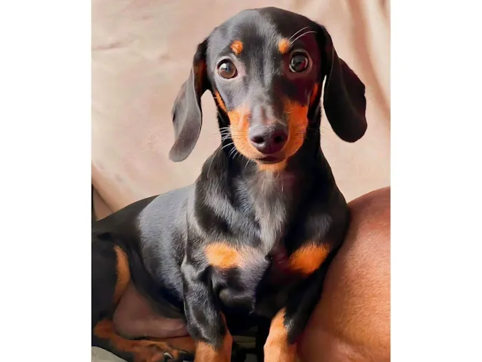Cachorro ra a SRD-ViraLata idade 1 ano nome Charlie