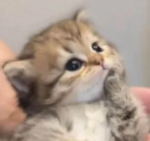 Gato raça SRD-ViraLata idade 6 ou mais anos nome bbbbbbbbbbbb