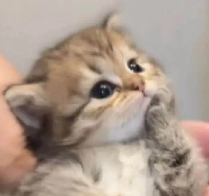Gato ra a SRD-ViraLata idade 6 ou mais anos nome bbbbbbbbbbbb
