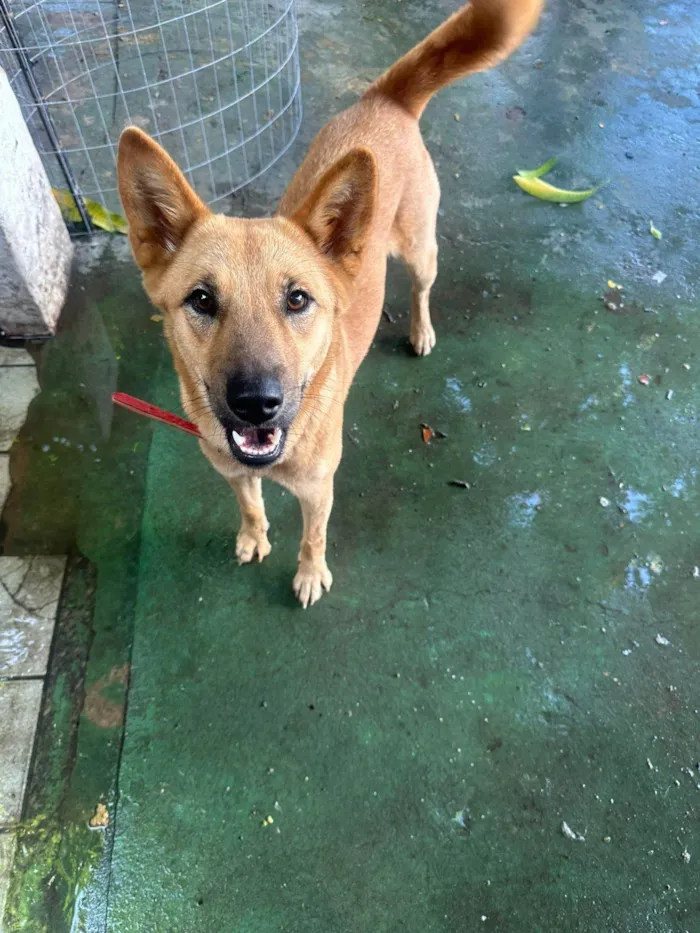 Cachorro ra a SRD-ViraLata idade 1 ano nome Raposa