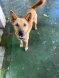 Raposa