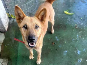 Cachorro raça SRD-ViraLata idade 1 ano nome Raposa