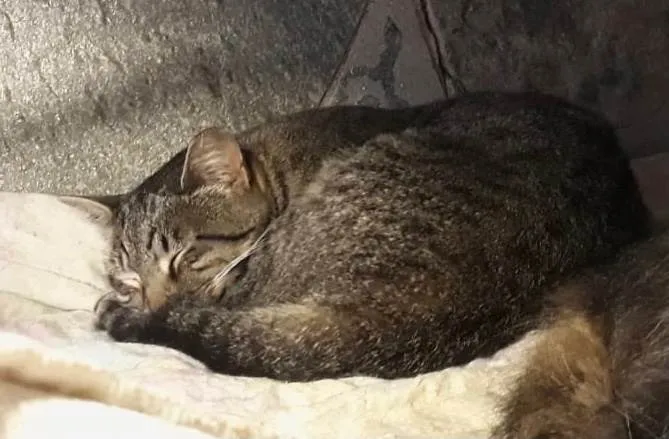 Gato ra a SRD-ViraLata idade 2 anos nome Giorgio lindo 