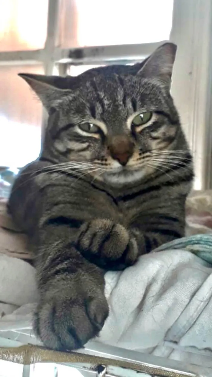 Gato ra a SRD-ViraLata idade 2 anos nome Giorgio lindo 