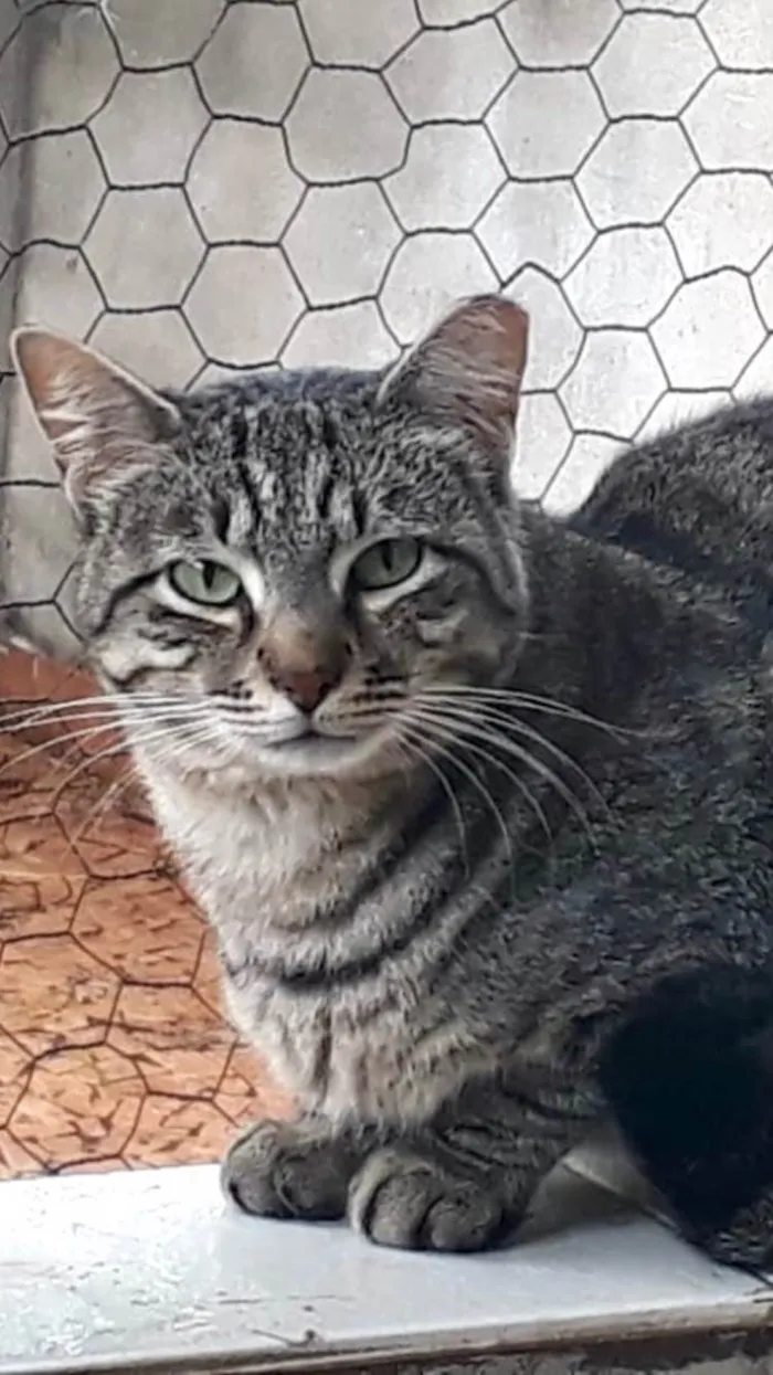 Gato ra a SRD-ViraLata idade 2 anos nome Giorgio lindo 