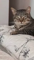 Giorgio lindo